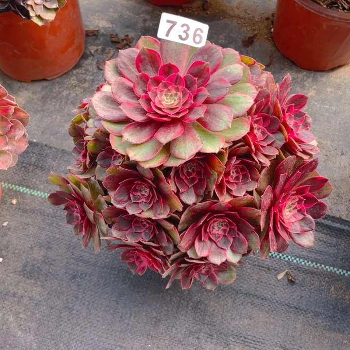 736老庄多肉法师克拉恋人