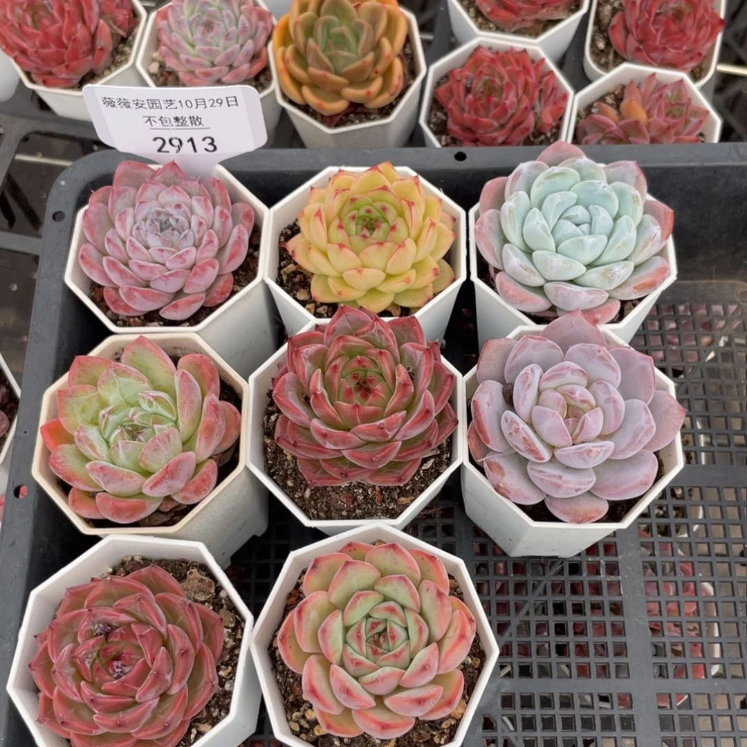 不包整散 盆子不售后2913