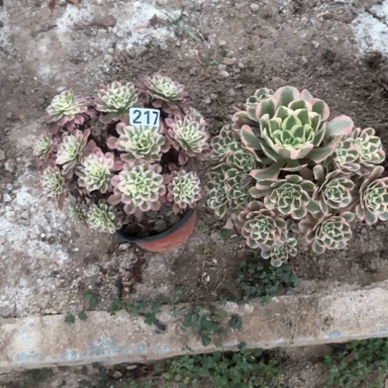 无花朵白锦套餐217号不包断枝