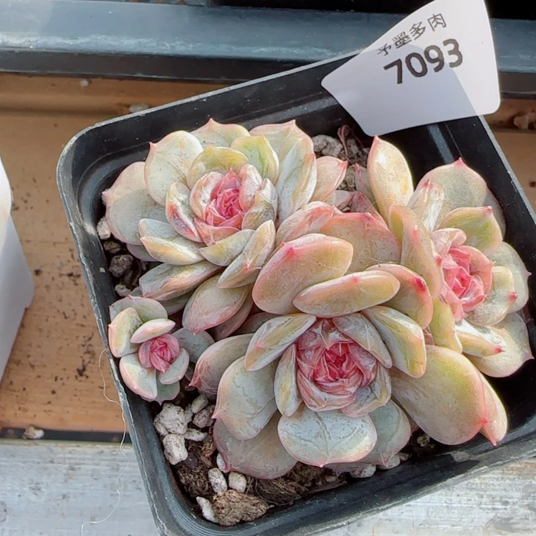 宫花群，7093多肉植物