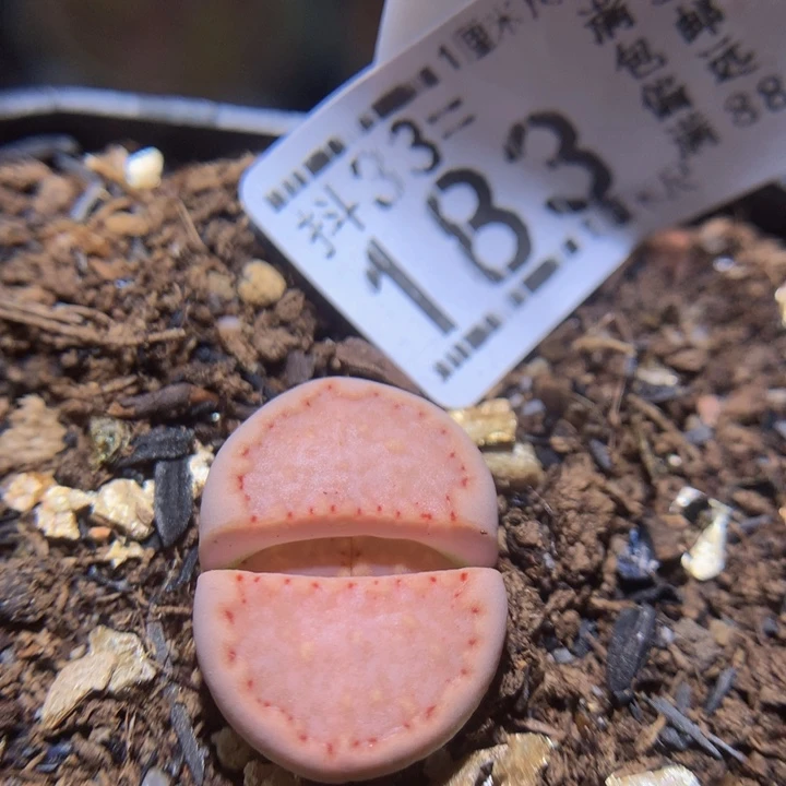精品生石花33.183