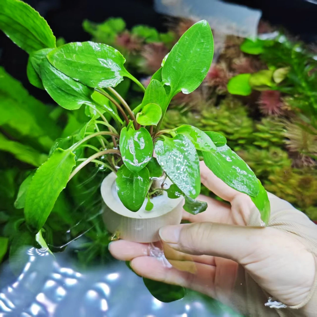 椒草水草无需低砂带沉底环