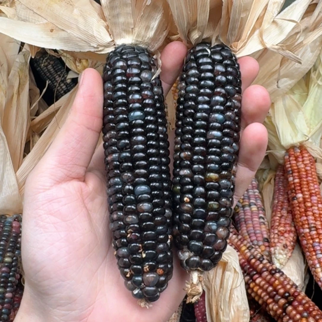 柏香籽/百香籽吊坠米*