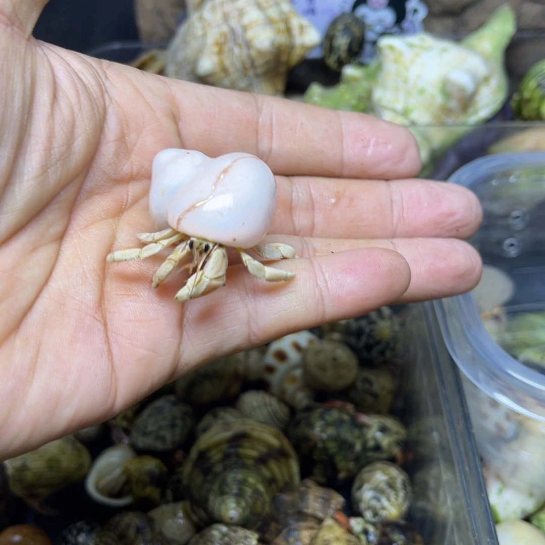 手工壳15蟹蟹5米包活到家