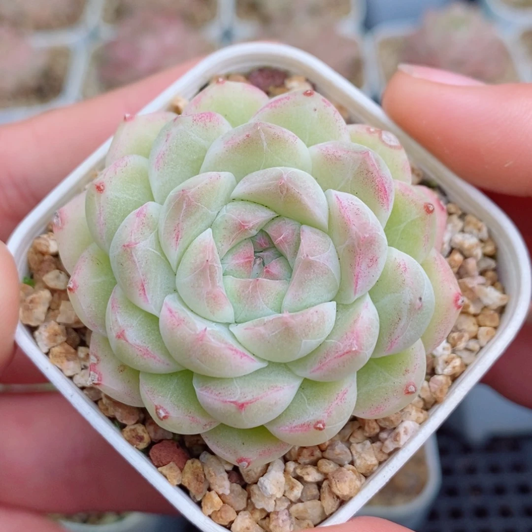 2-335 除新疆西藏内蒙12.8包邮 尺寸2～3厘米