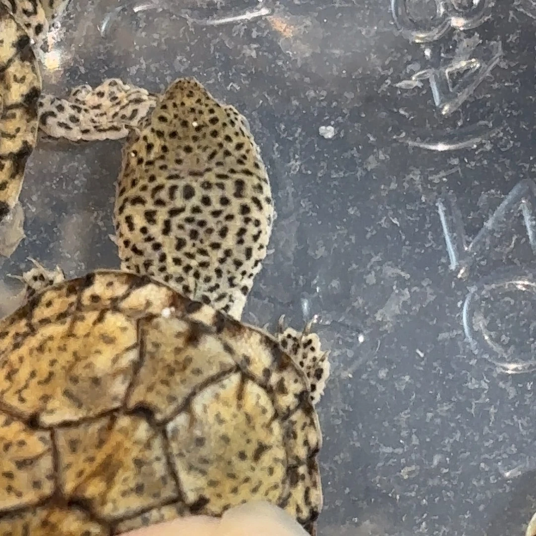 宠物龟不分公母全品粗满文密纹粗纹黑刀