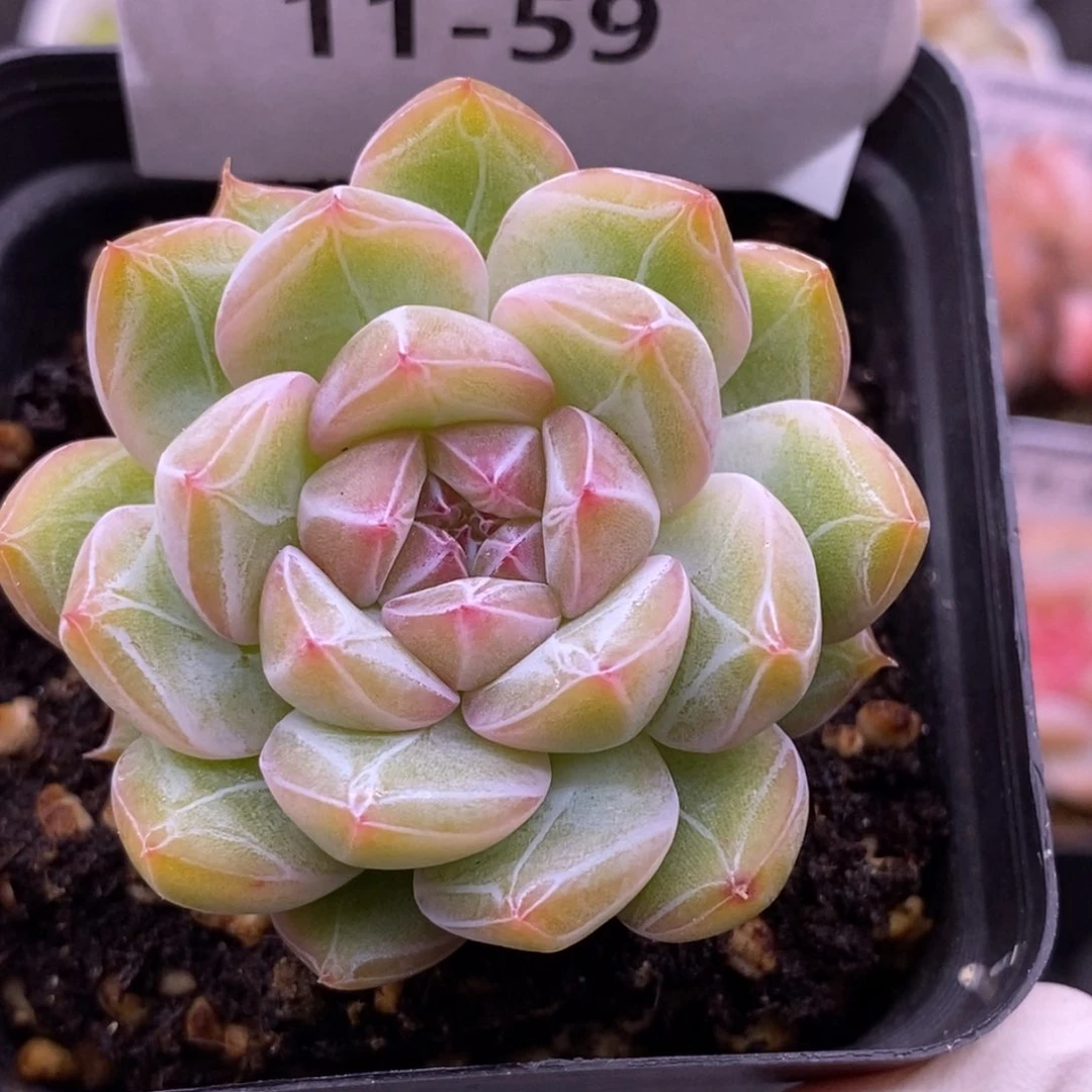 【闪购商品】11-59雪花