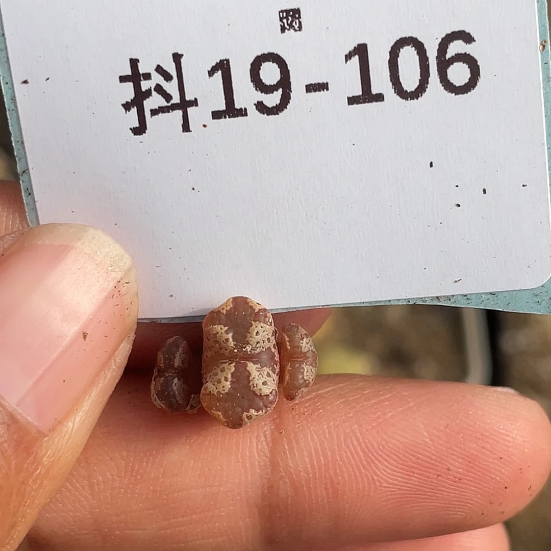 19-106超碟多肉植物
