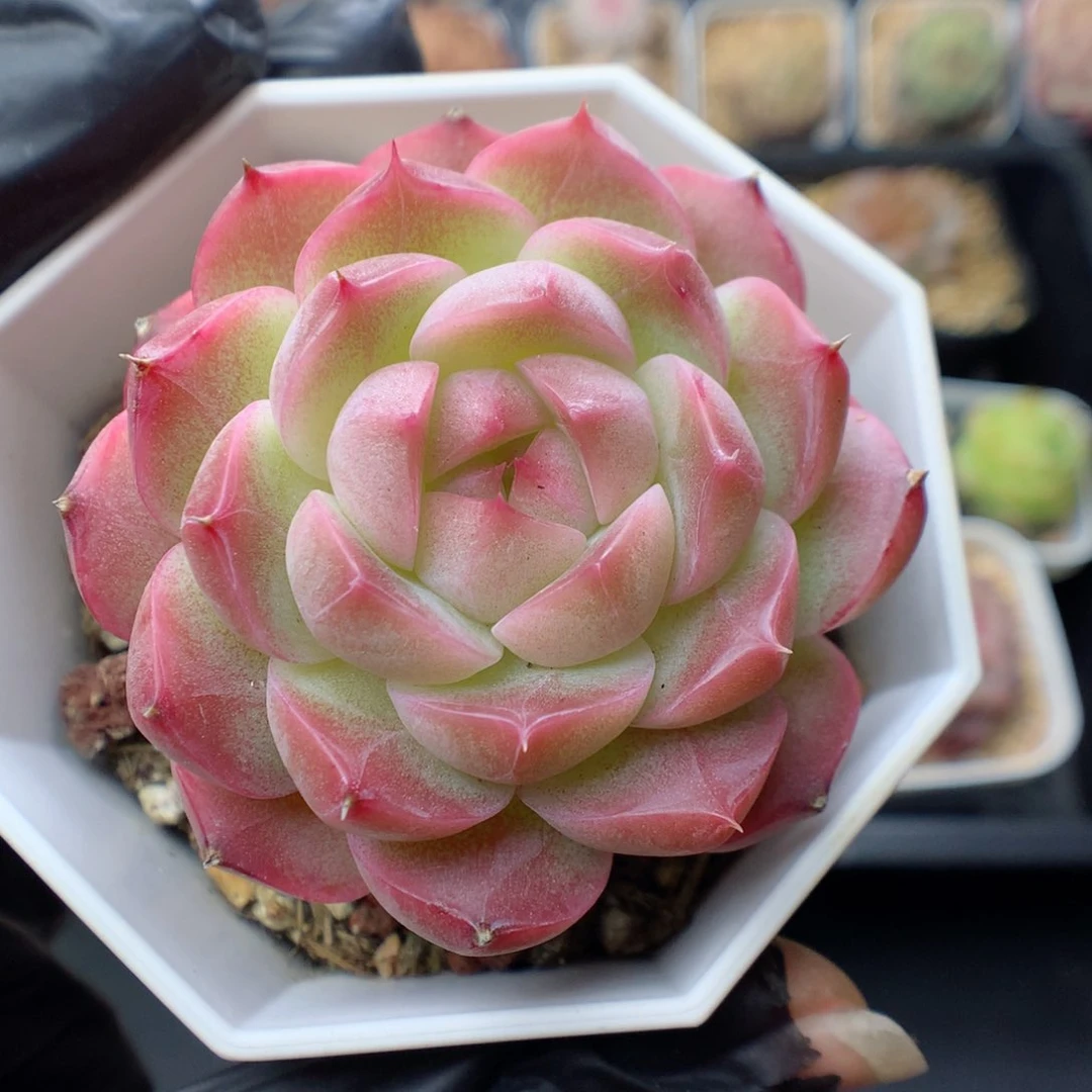 多肉植物。 糖心71