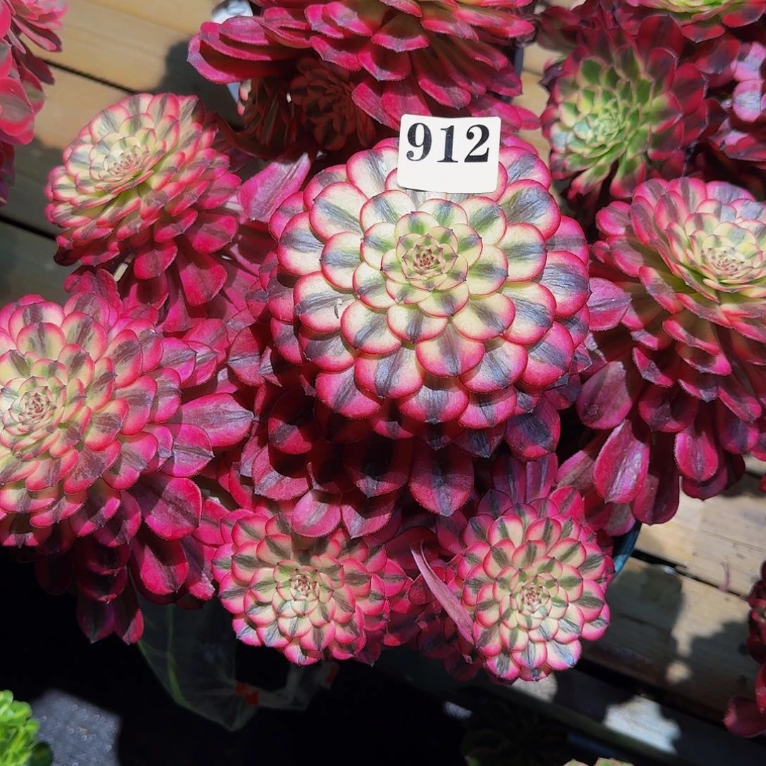 L**y912多肉植物法师