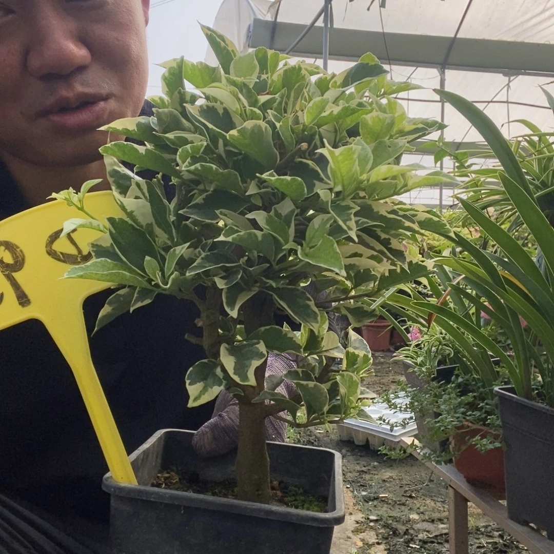 如***行无花朵三角梅银边浅紫D95