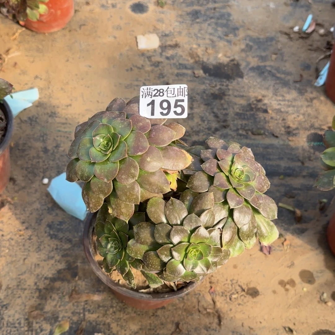 金缕多肉195满28包邮断枝不包