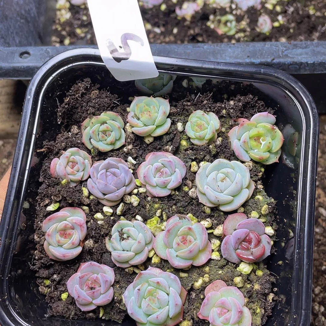 多肉植物多肉植物5