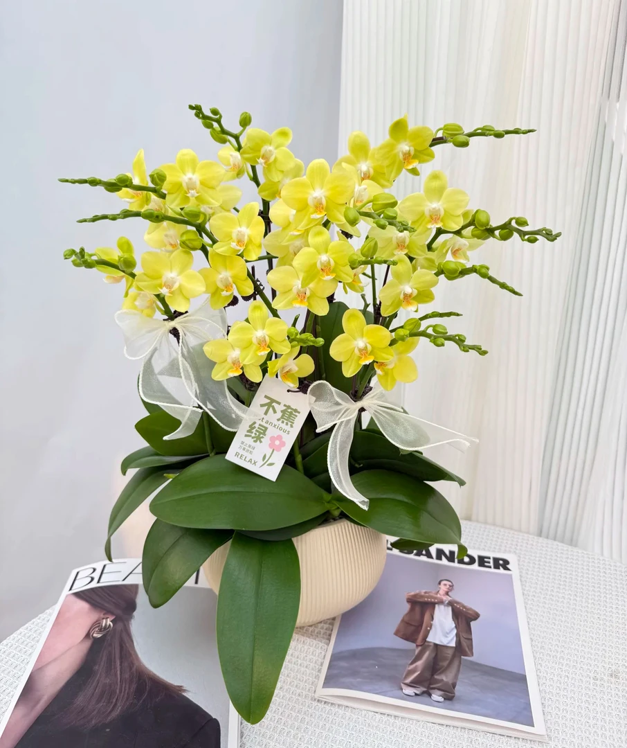 蝴蝶兰《台大微笑》绿色小清新 蜡质花 带花带苞 桌面花卉