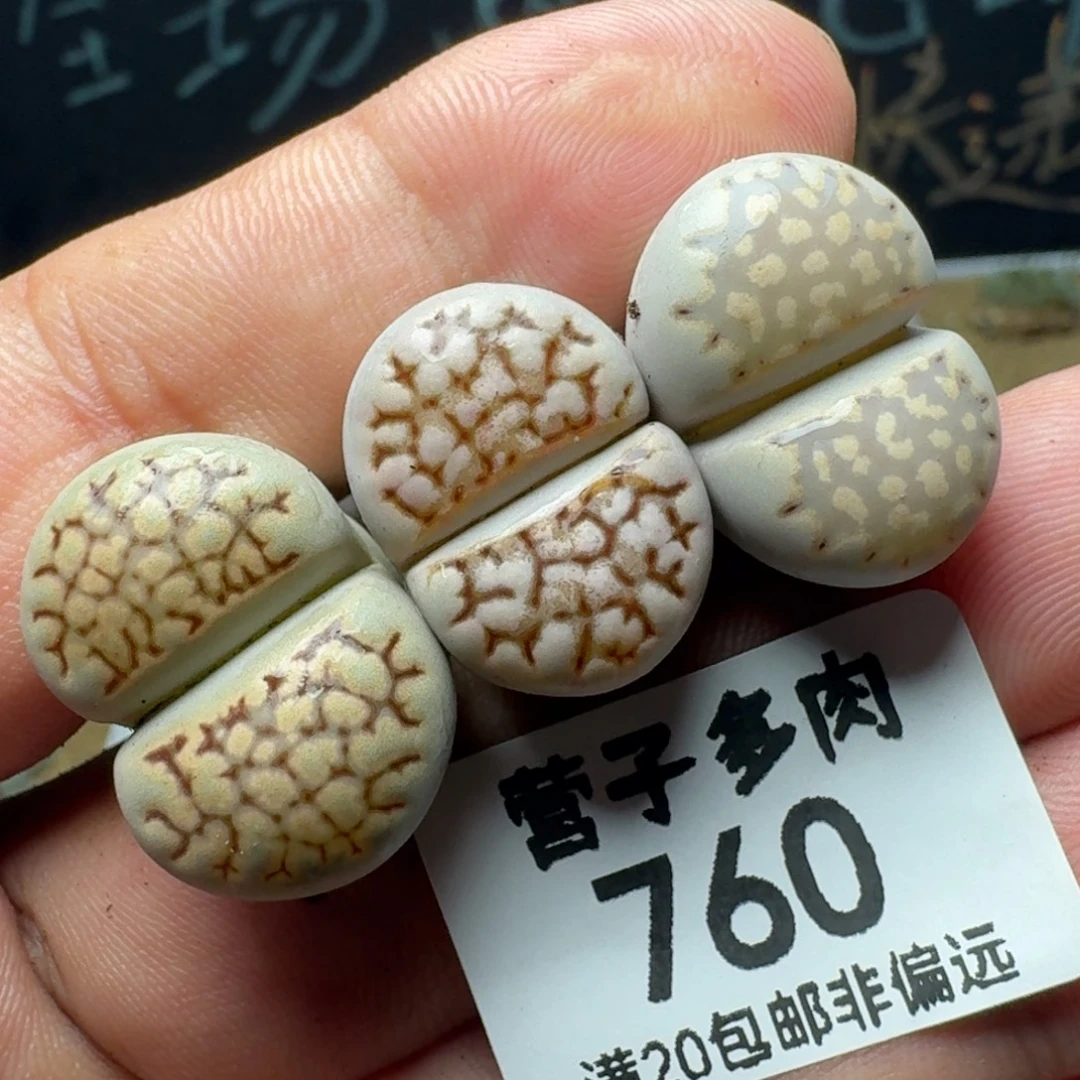 EEF57红网纹。  寿丽。