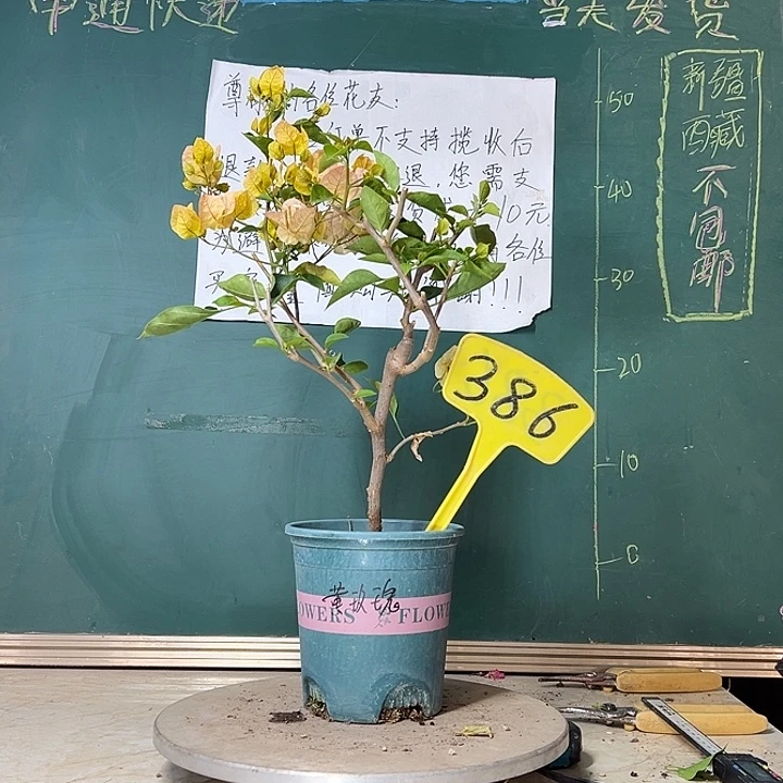 当前无花栽培后可以开花黄玫瑰386