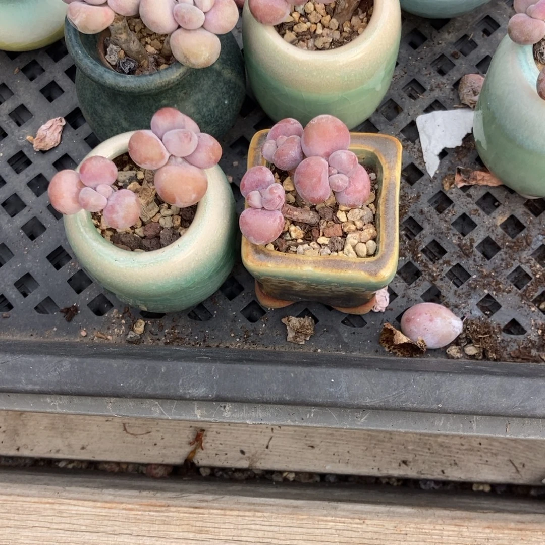 初***4颗腰子桃蛋带盆发货