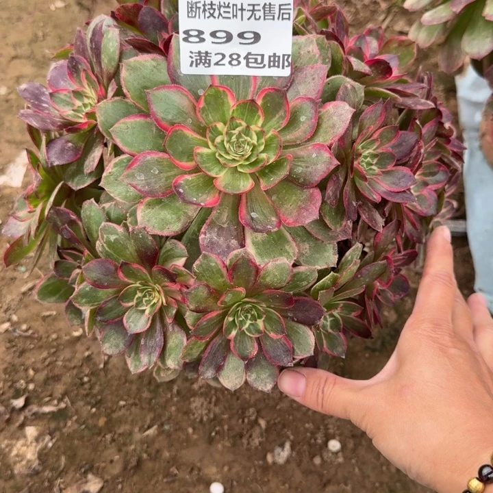 899二号棚莲花座A