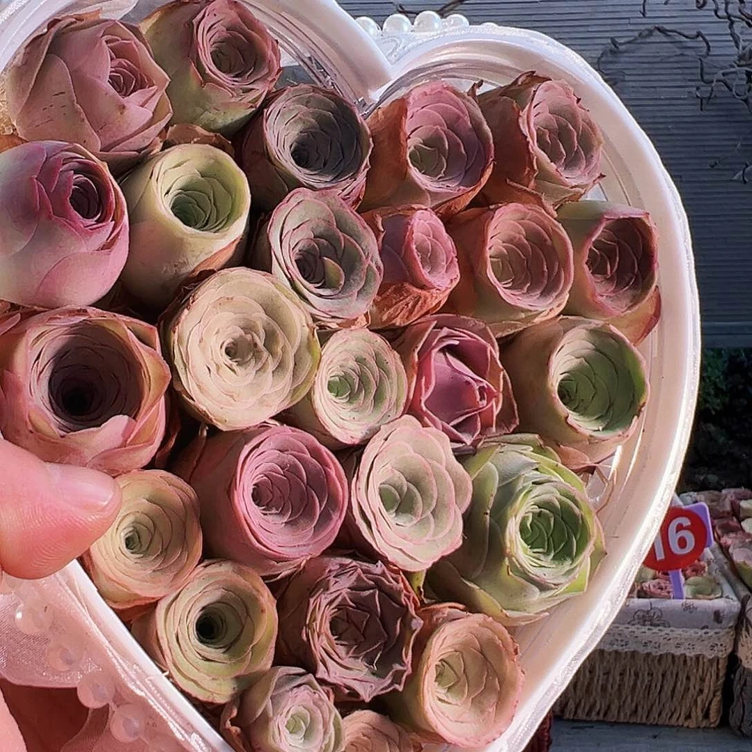 山地玫瑰花篮。TT034