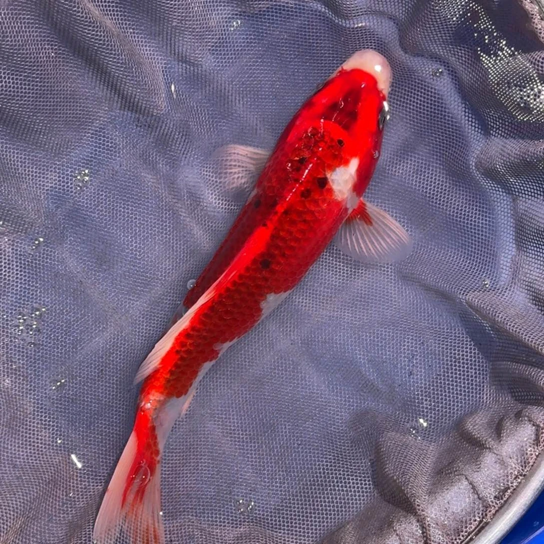 海水鱼精品锦鲤大放漏