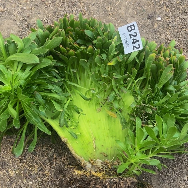 242绿缀多肉法师不包断枝