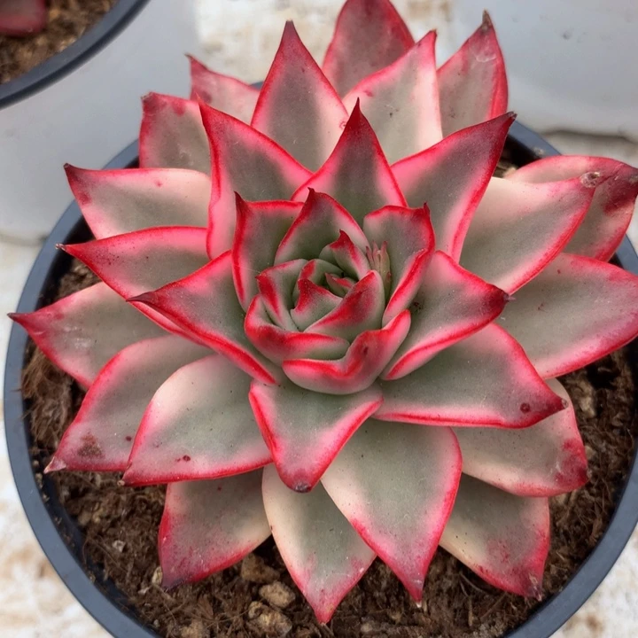 吉赛尔锦锦上园艺一一物一拍