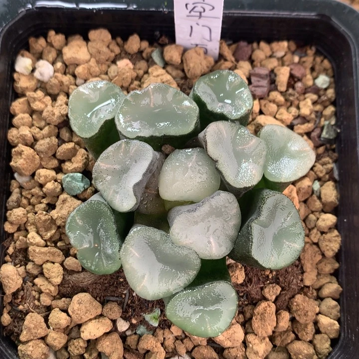 空门万象一物一拍