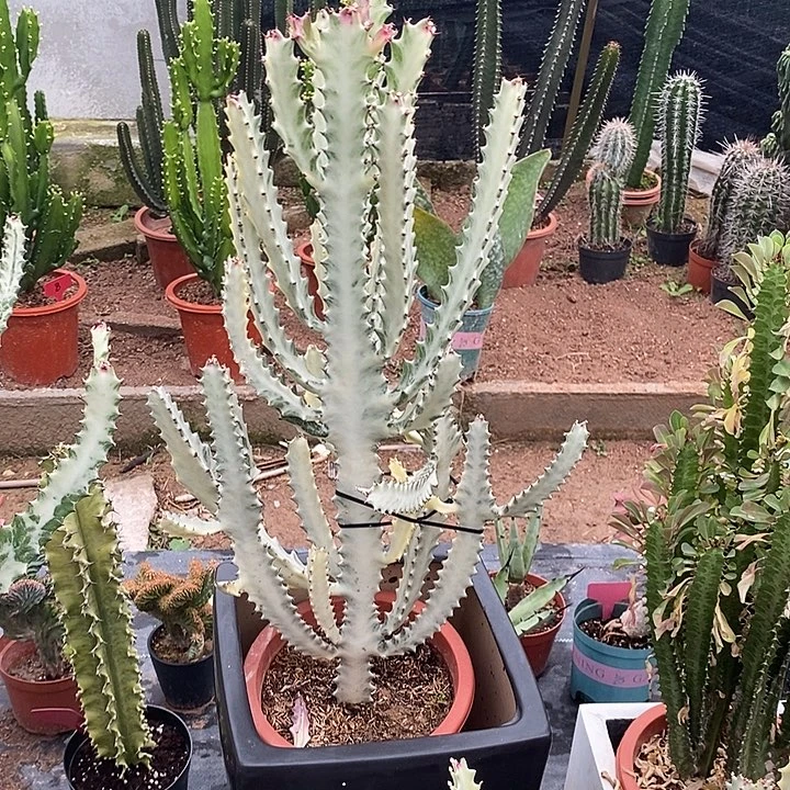 白龙骨一物一拍一颗