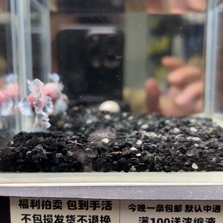 斗鱼竞拍跑单拉黑12日54