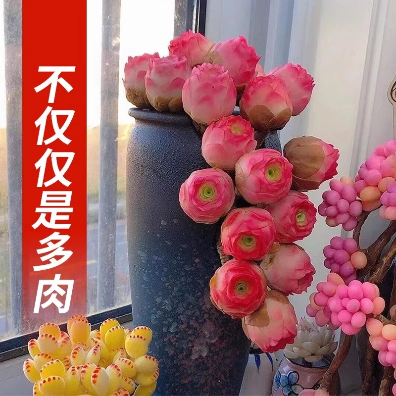 【山地玫瑰】水蜜桃山地玫瑰酒杯多肉植物群生多头老桩花卉绿植