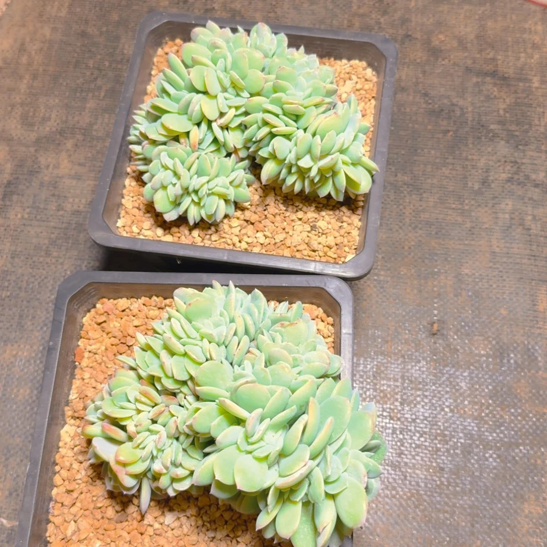 白凤缀化多肉16263773838