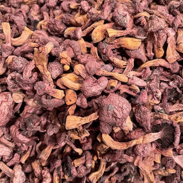 中个肉厚剪根红蘑