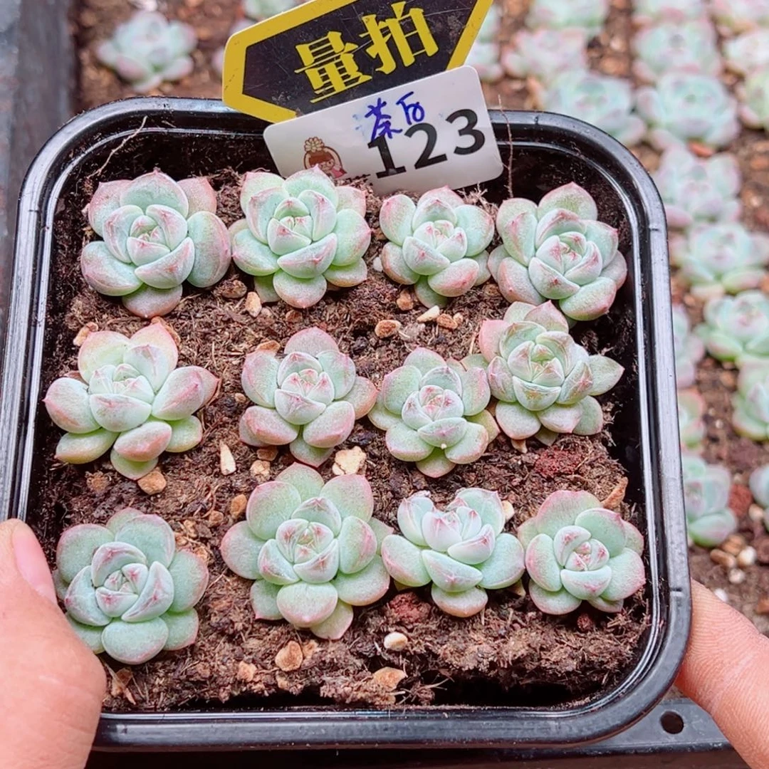 多肉植物多肉植物