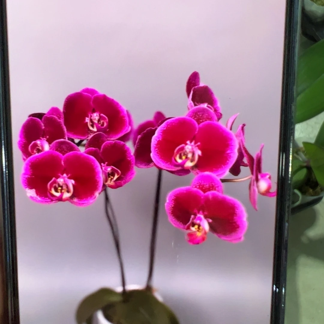 当前无花栽培后可以开花处理微瑕疵天后一号，凑单发货