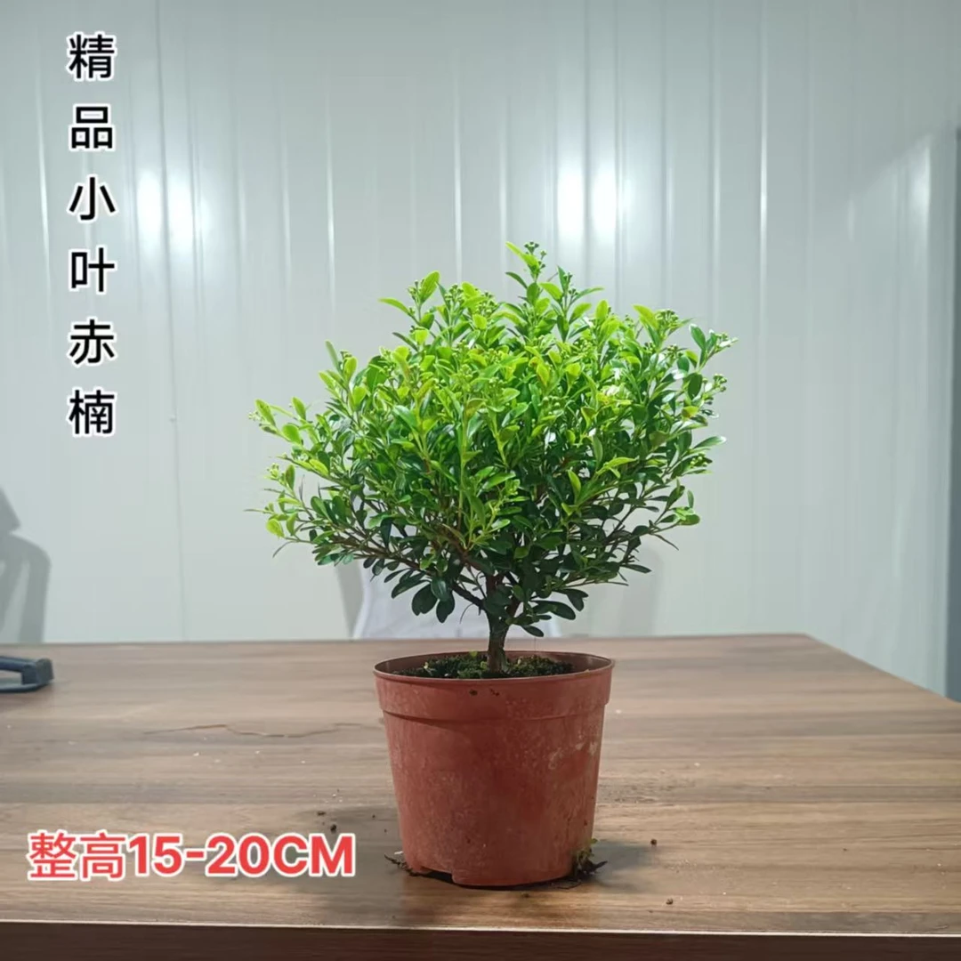 【精品掌中宝】小叶赤楠  带花苞