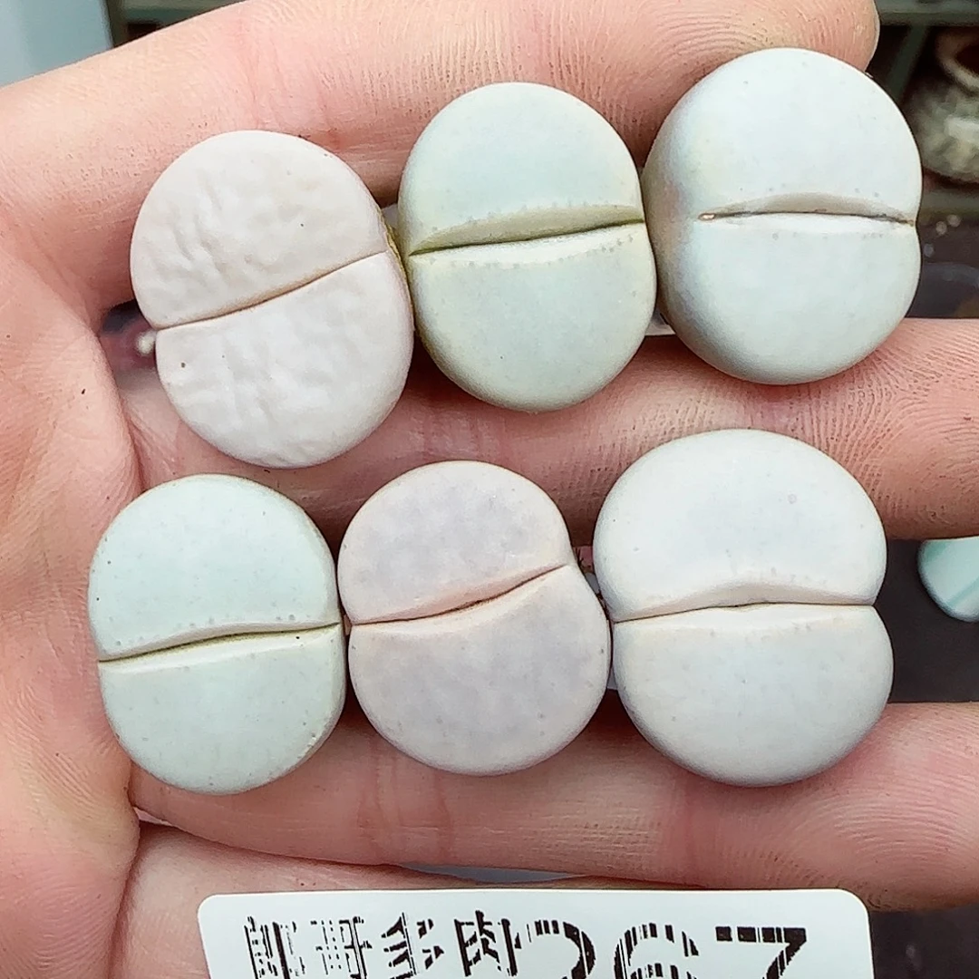 满满18包邮1206-267