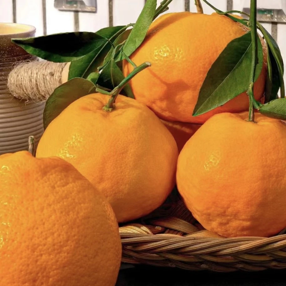 四川耙耙柑500克四川省