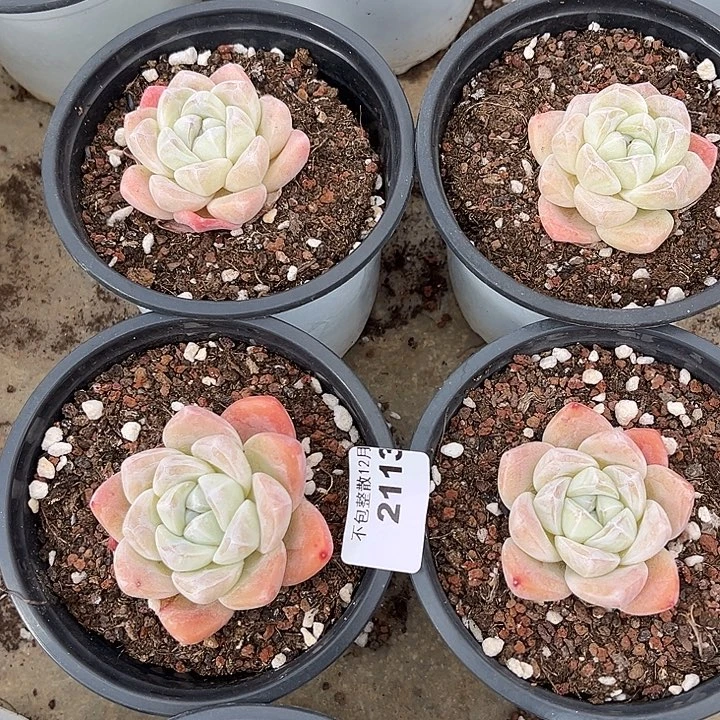 阿雅园艺。       2113