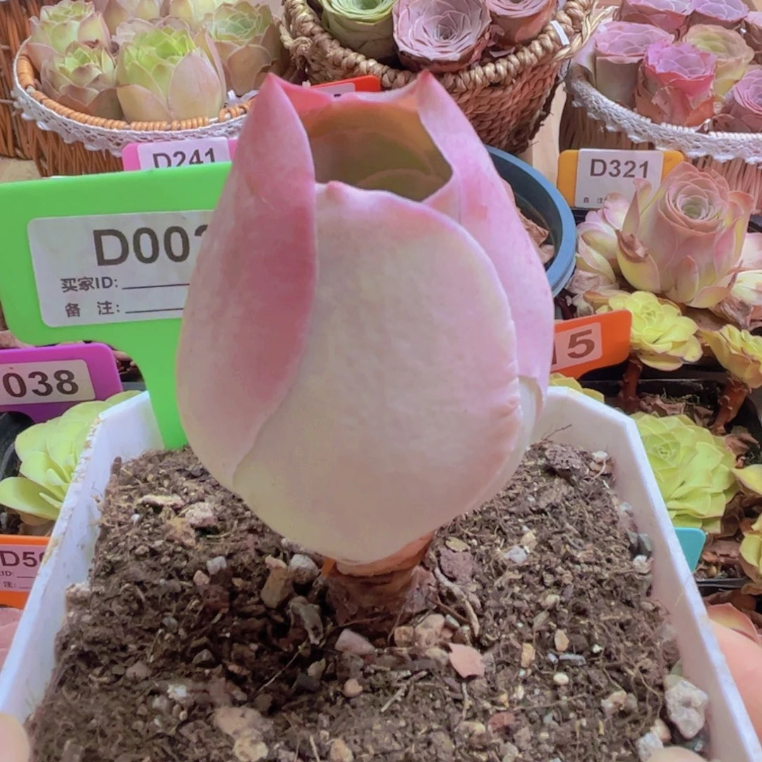 002山地玫瑰粉色
