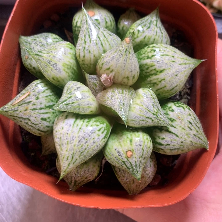 桃源乡一物一拍带盆