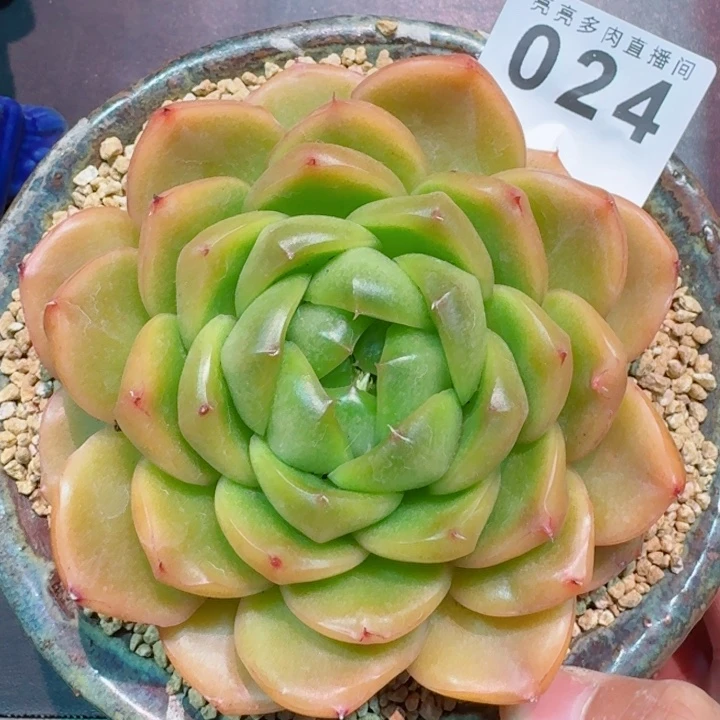 翡翠珍妮         精控精养多肉植物