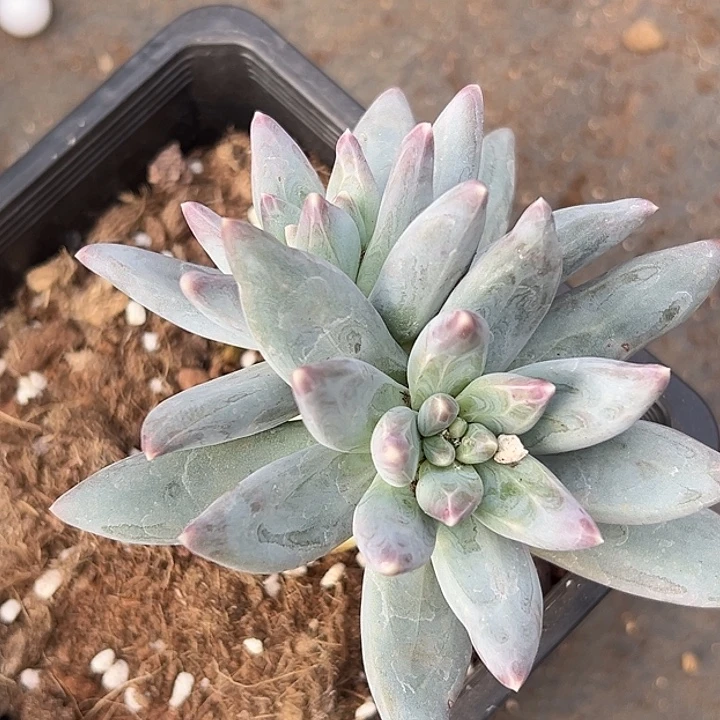 雪戴利美人特价多肉