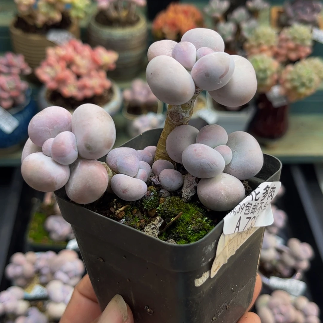 733芭比奶酪6cm多肉