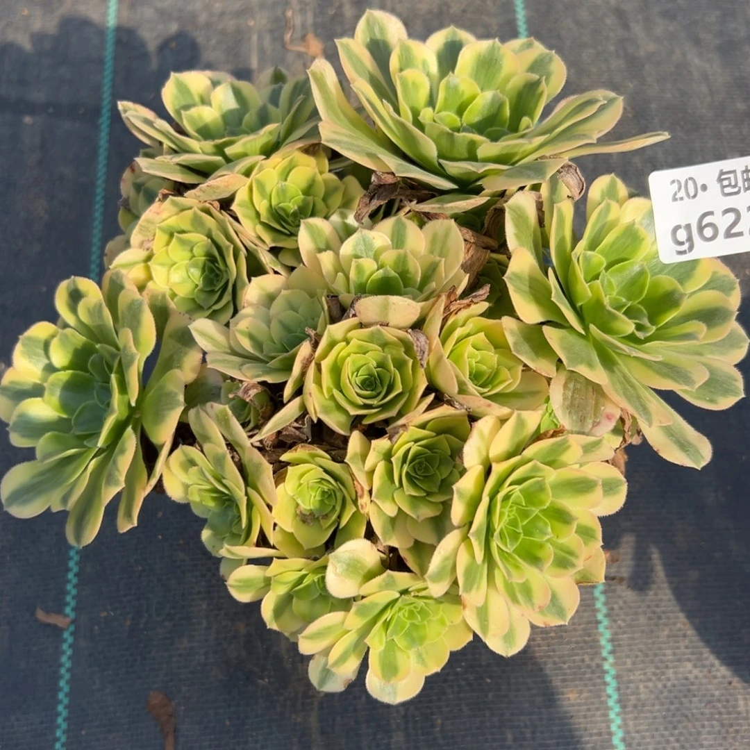 622金丝翡翠，满20包邮