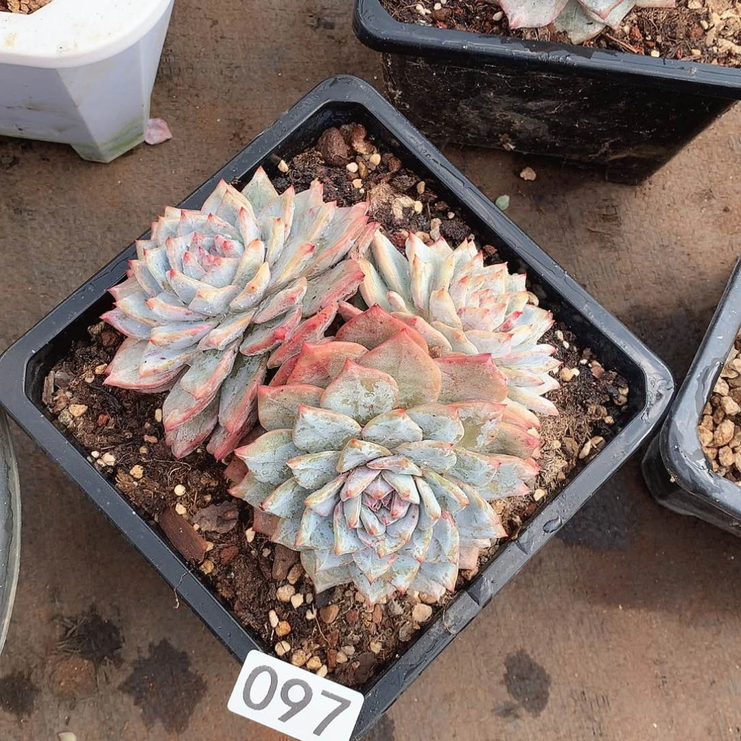 097蓝鸟一物一拍多肉