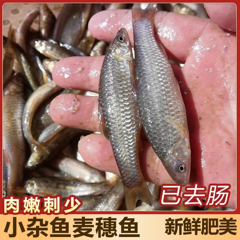 野生河鱼麦穗鱼现杀柳条鱼罗汉鱼