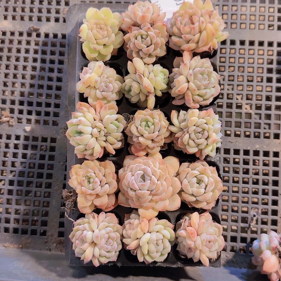 直播一物一拍多肉33