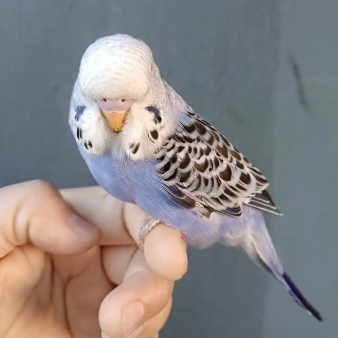 普通大头虎皮鹦鹉活体鹦鹉可教说话手养亲人宠物小鸟好养粘人