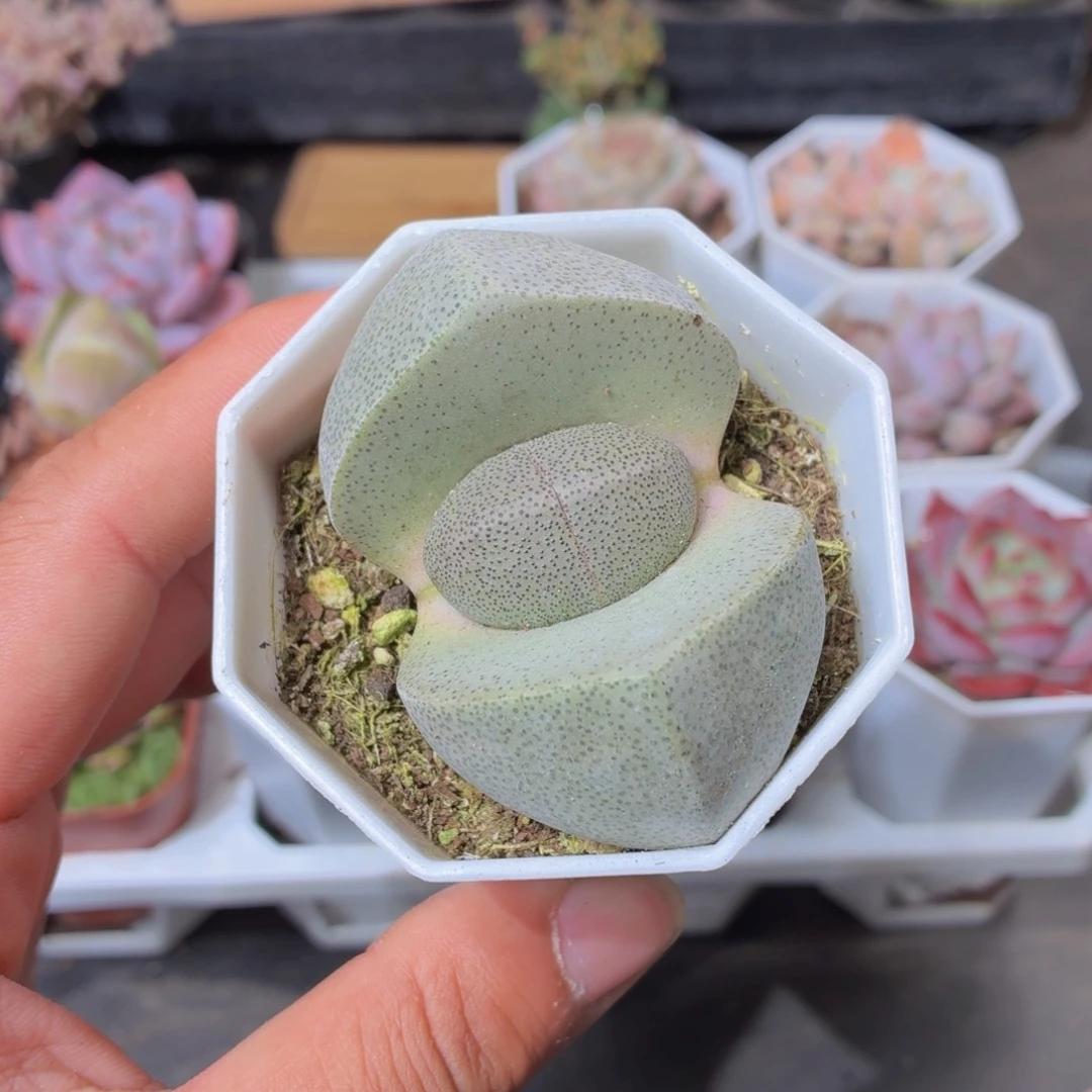 元宝多肉9.9包邮发货