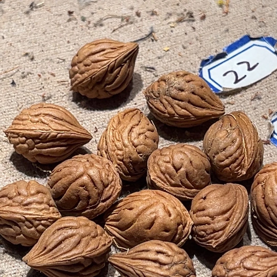 路***神桃核吊坠龙文14颗13的